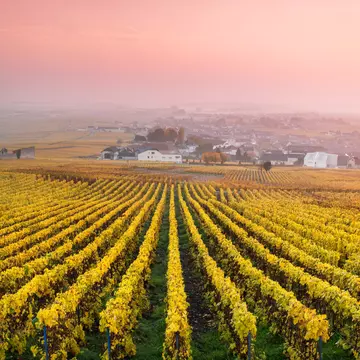 Vineyards in the mist at sunrise, Oger, Champagne, France