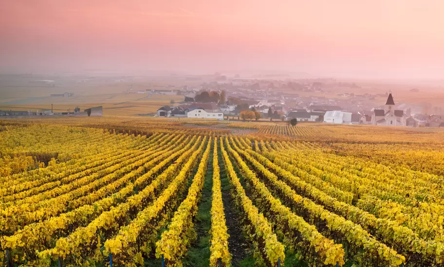 Vineyards in the mist at sunrise, Oger, Champagne, France