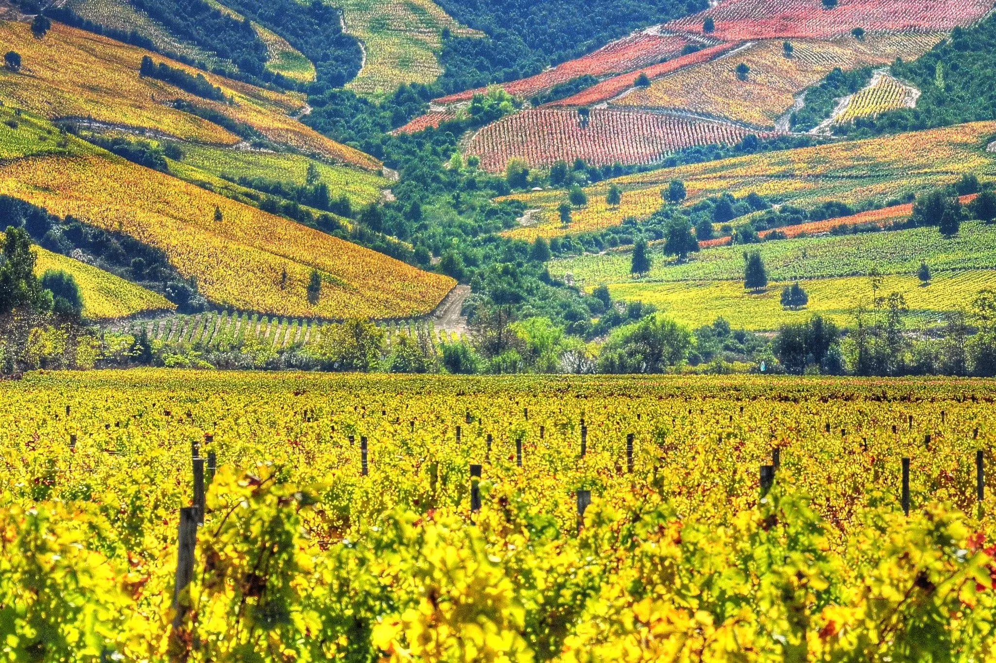 Any wine lover should not miss Chile's grand wine country in the Colchagua Valley © Fotografias Jorge Leon Cabello / Getty Images