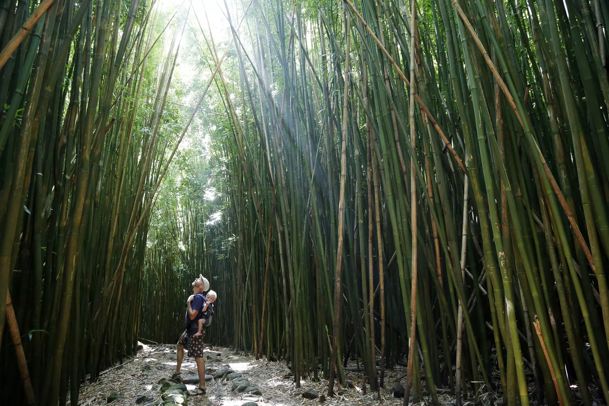 Father carrying baby son on his back looking up at tall bamboo