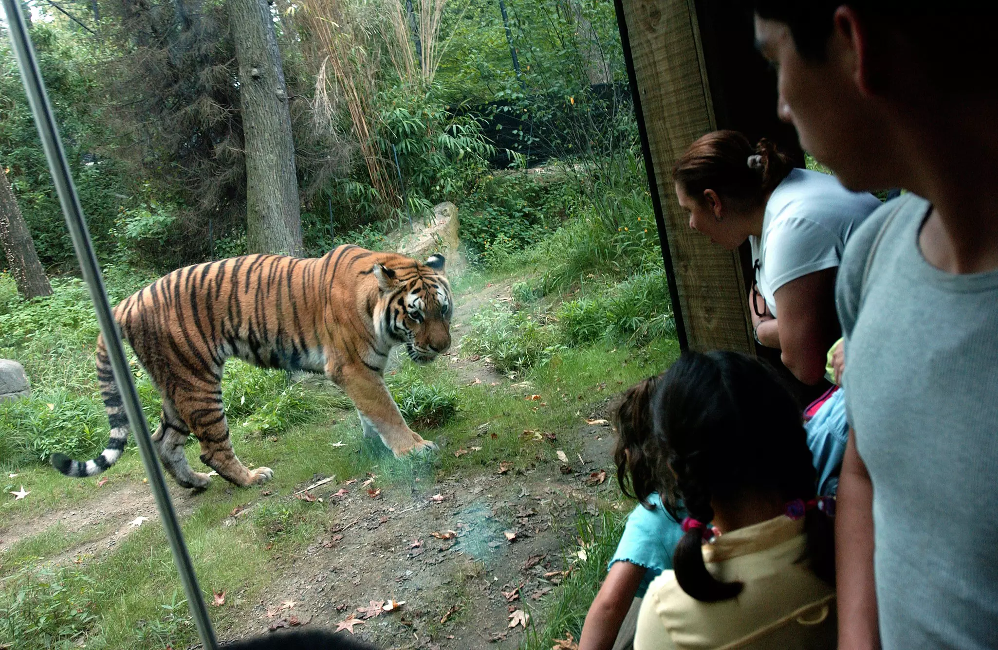 Children and caregivers look at a tiger through thick plexiglass at an exhibit at a zoo.