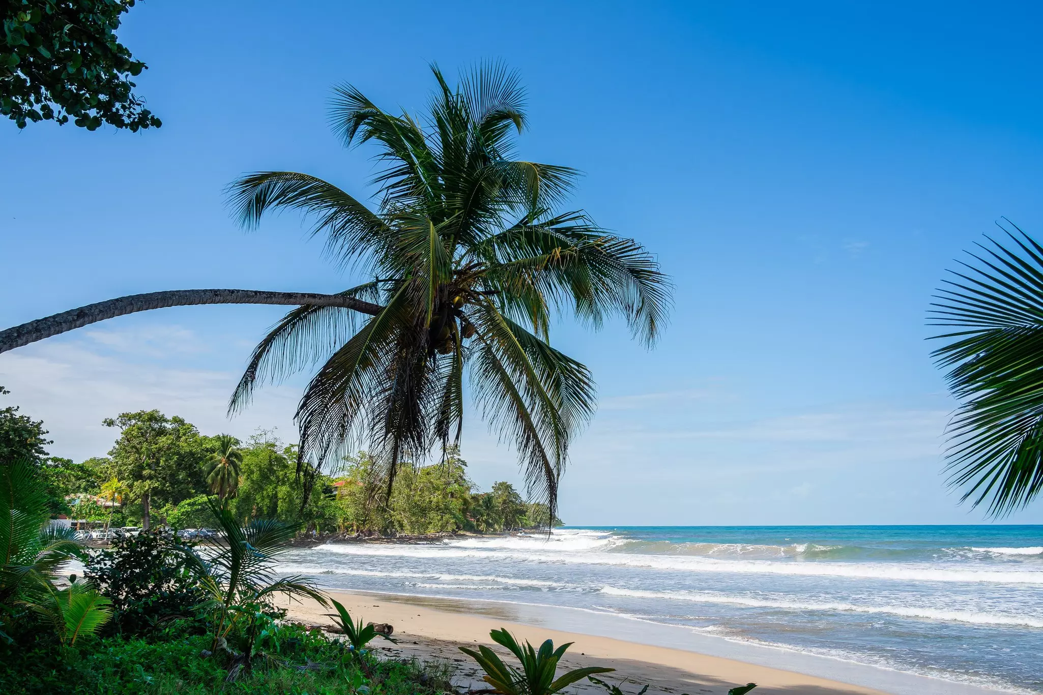 Cahuita National Park, Costa Rica, License Type: media, Download Time: 2025-05-09T07:55:44.000Z, User: oneseven7891, Editorial: false, purchase_order: 56530 - Guidebooks, job: Global Publishing WIP, client: costa-rica-16, other: Dominic Allen