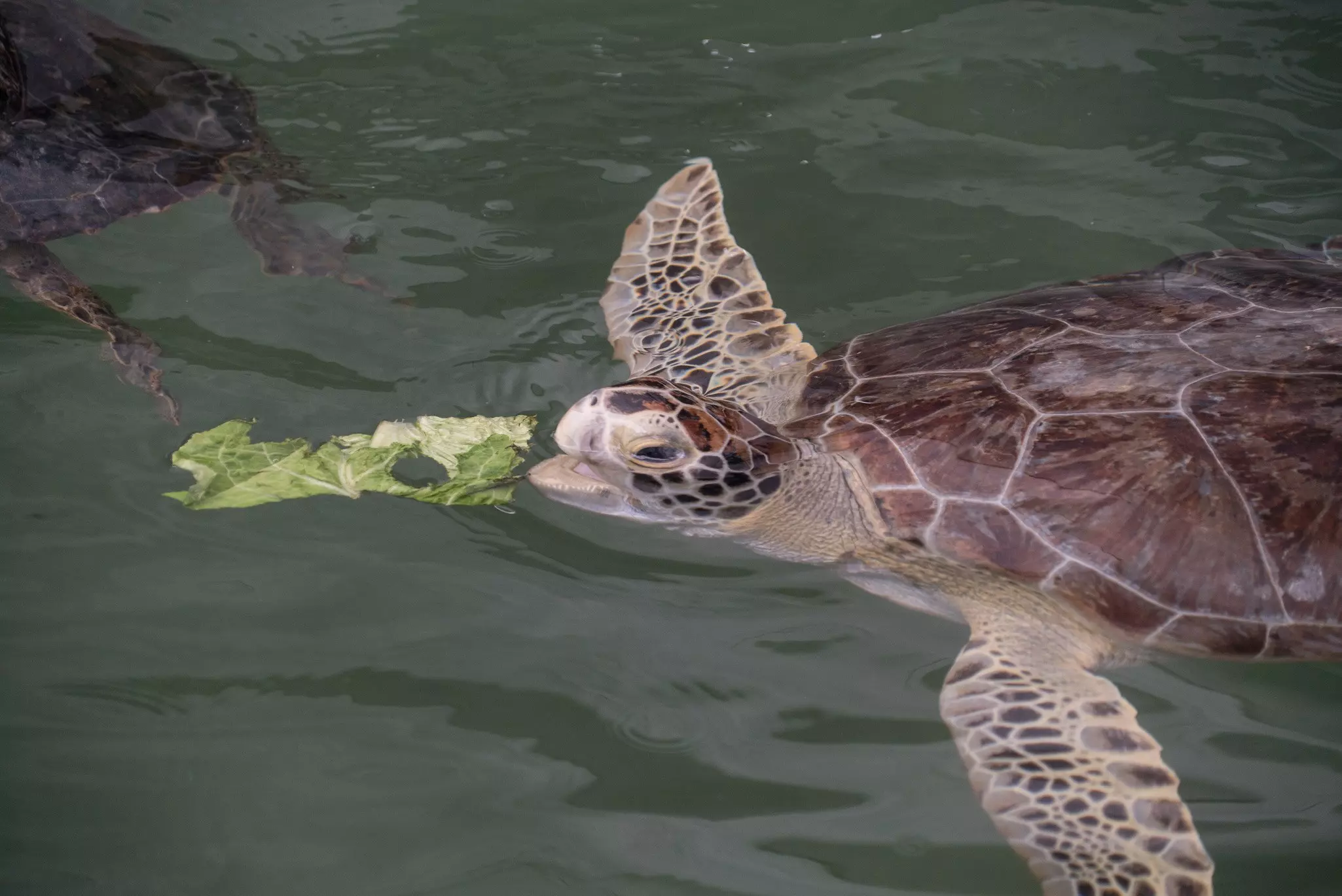Travelers with kids will love a visit to the Turtle Hospital on Marathon Key © Pablo Cozzaglio / Getty Images