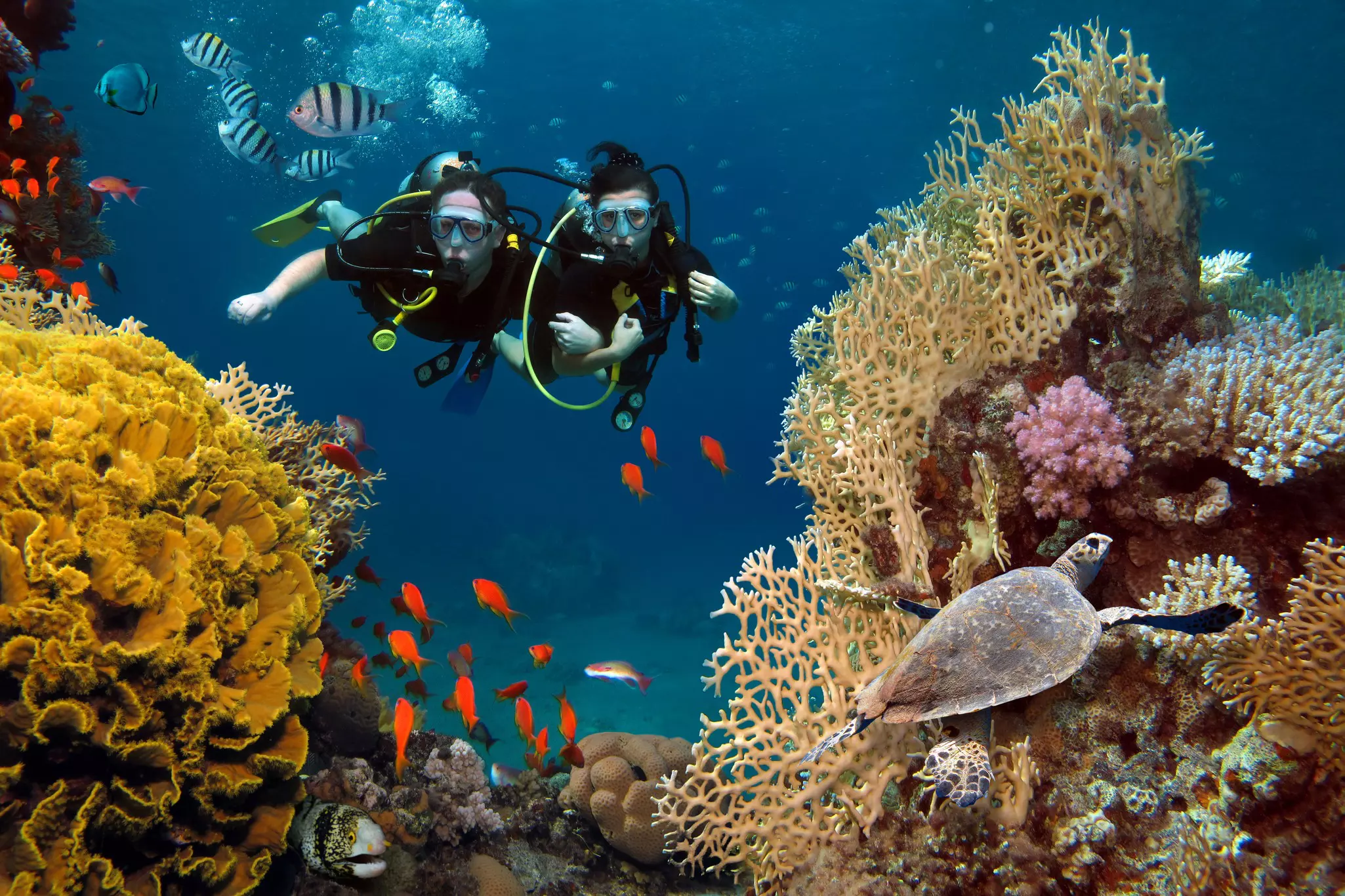 Two people scuba dive through a reef, with striped and brightly colored fish as well as a sea turtle swimming around them.