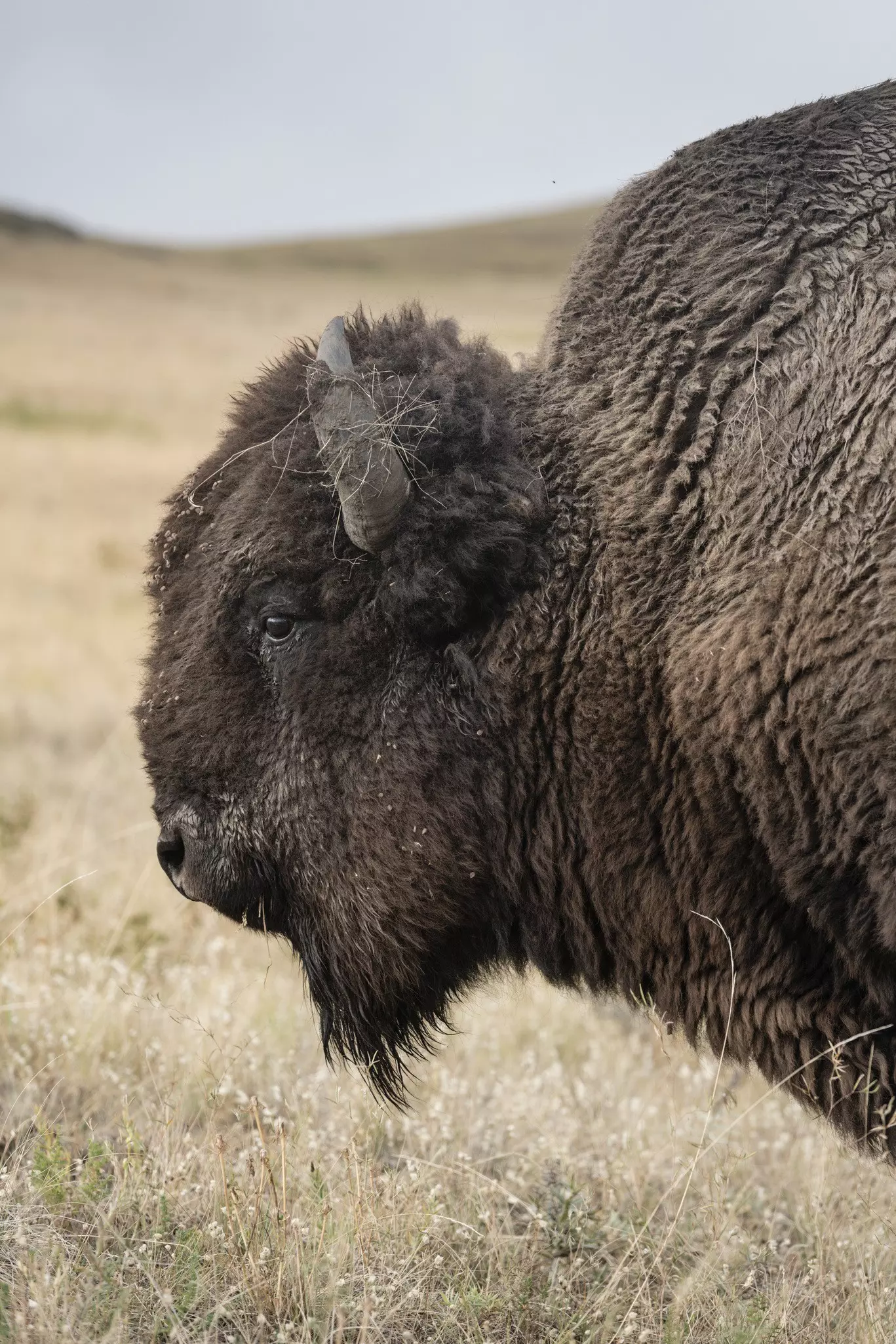 Bison at the CSKT Bison Range.