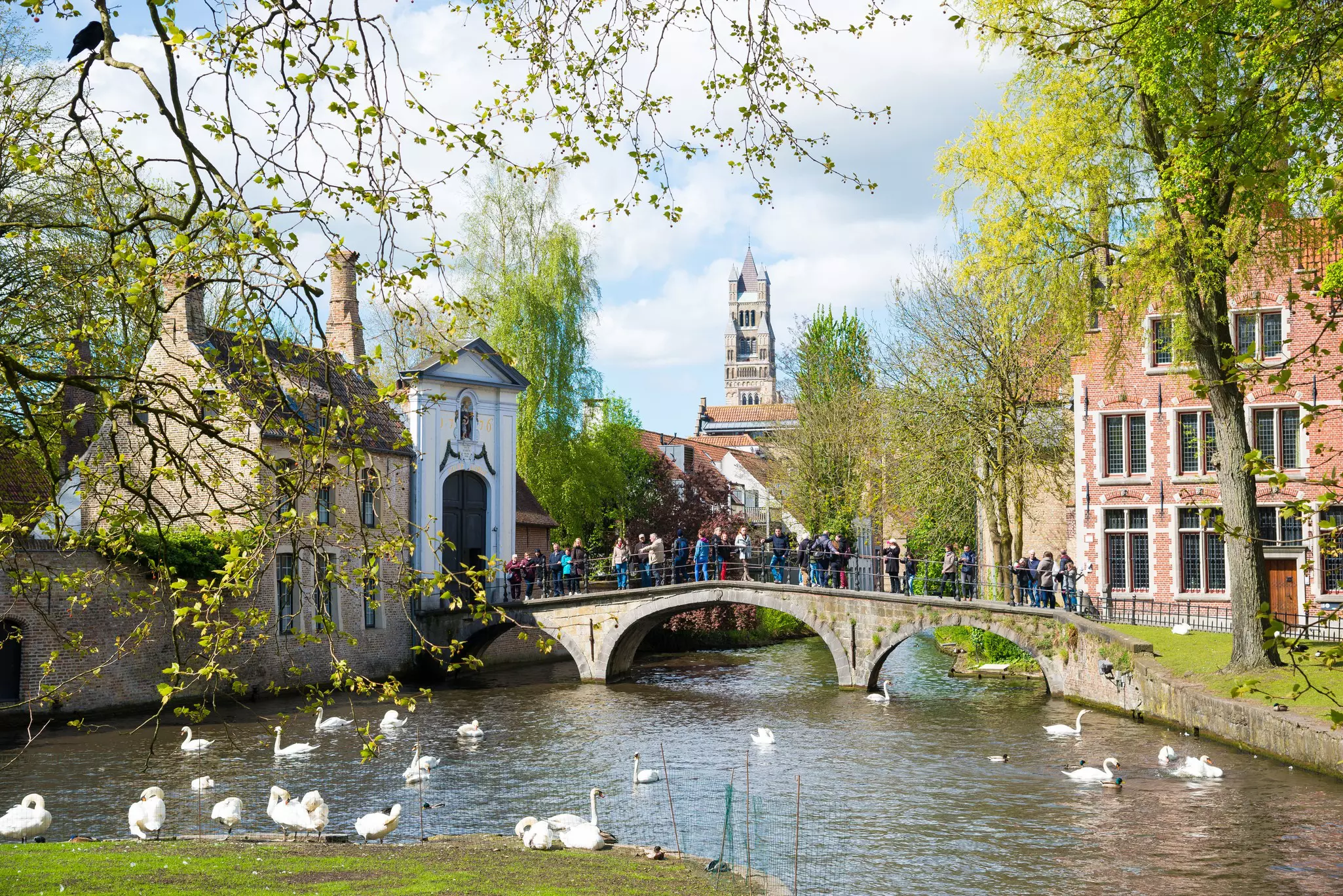 Swans by bridge with tourists outside Begijnhof, Bruges