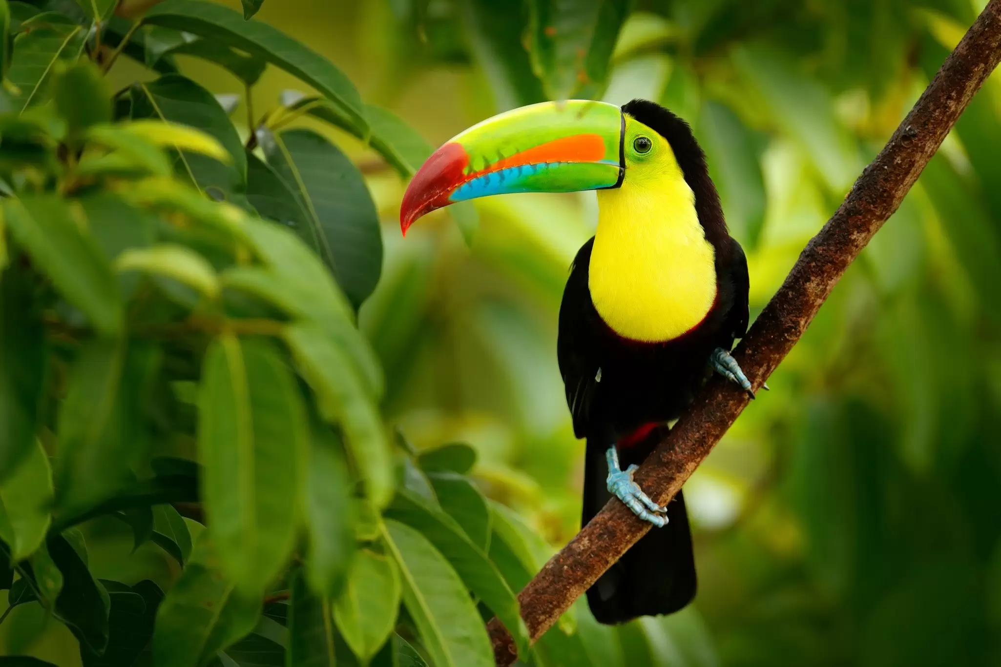 A keel-billed toucan perched in the forests of Costa Rica