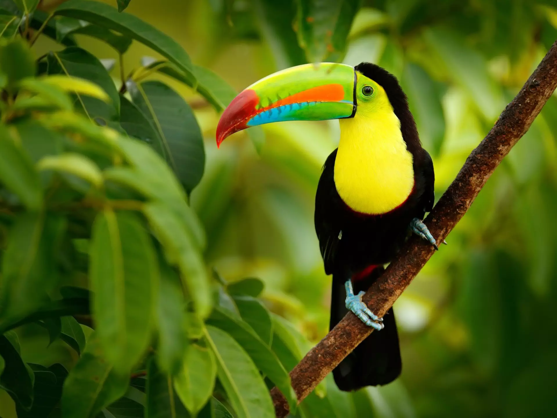 Keel-billed Toucan (Ramphastos sulfuratus), on a branch in the forest of Costa Rica.
564009715
america, art, beak, beautiful, belize, big, bill, billed, bird, bizar, black, blue, branch, central, colombia, colorful, costa, cute, exterior, feather, feed, food, forest, green, habitat, honduras, keel, keel-billed, latin, mexico, mouth, nature, nicaragua, outdoors, outside, park, protection, rain, ramphastos, red, rica, sky, sulfuratus, toucan, trees, tropical, venezuela, wild, wildlife, yellow