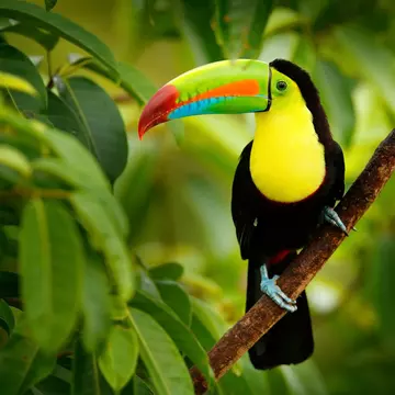 Keel-billed Toucan (Ramphastos sulfuratus), on a branch in the forest of Costa Rica.
564009715
america, art, beak, beautiful, belize, big, bill, billed, bird, bizar, black, blue, branch, central, colombia, colorful, costa, cute, exterior, feather, feed, food, forest, green, habitat, honduras, keel, keel-billed, latin, mexico, mouth, nature, nicaragua, outdoors, outside, park, protection, rain, ramphastos, red, rica, sky, sulfuratus, toucan, trees, tropical, venezuela, wild, wildlife, yellow