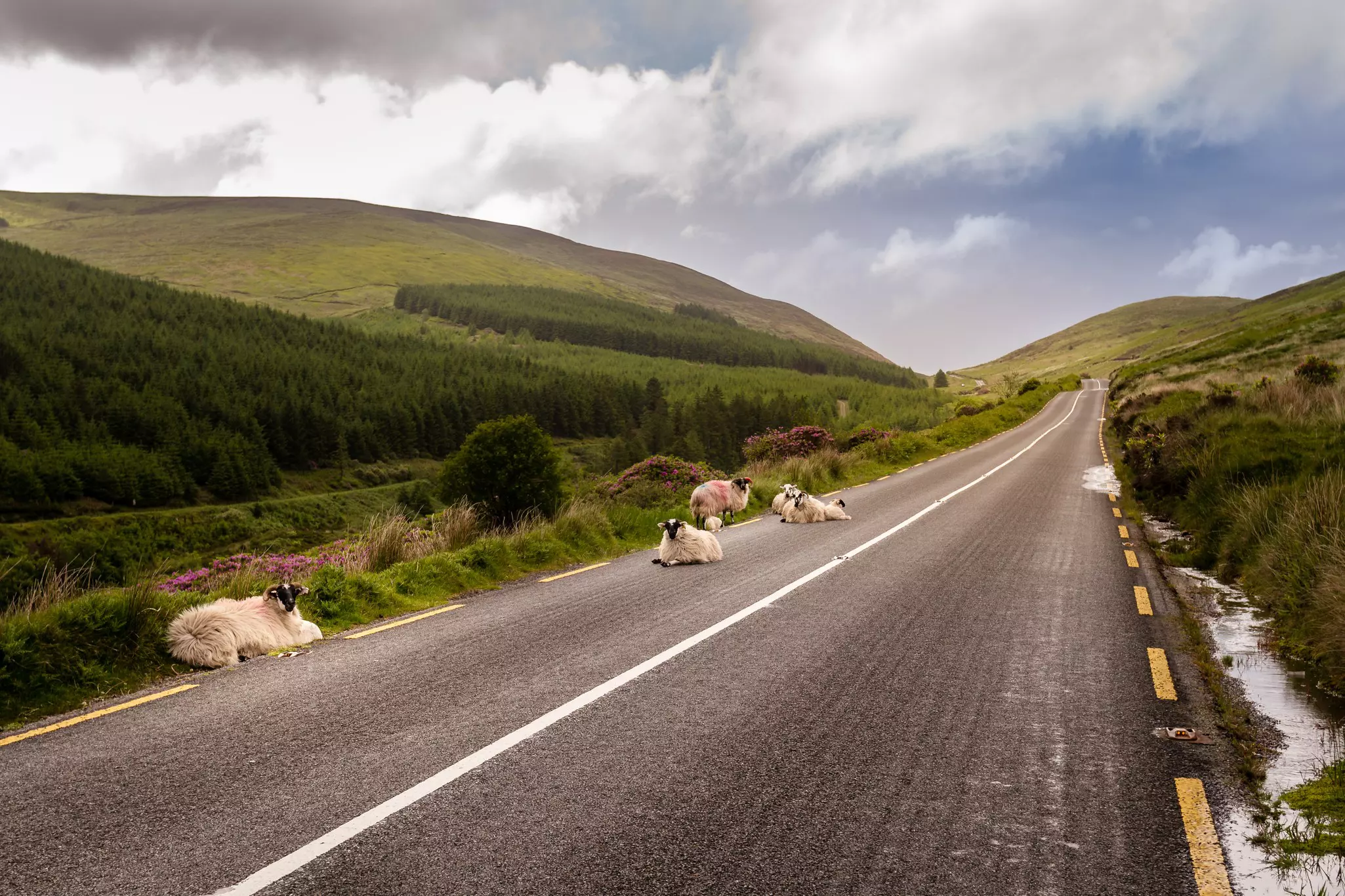 Mountain sheep rest on scenic rural road