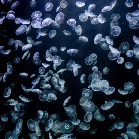 Ocean Wonders exhibit. Courtesy of Singapore Oceanarium