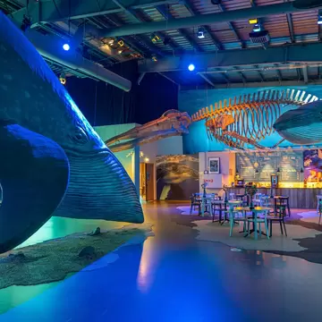 Reykjavik, Iceland, August 31, 2020: Exhibits at the Whales of Iceland museum in Reykjavik, Iceland, License Type: media, Download Time: 2026-04-20T16:12:22.000Z, User: clairenaylor, Editorial: true, purchase_order: 65050 - Digital Destinations and Articles, job: Online editorial, client: Reykjavik museums, other: Claire Naylor