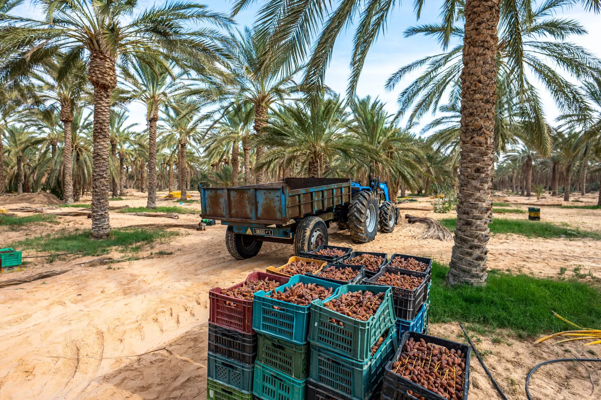 Harvesting dates in the palm plantations of Douz, Tunisia.