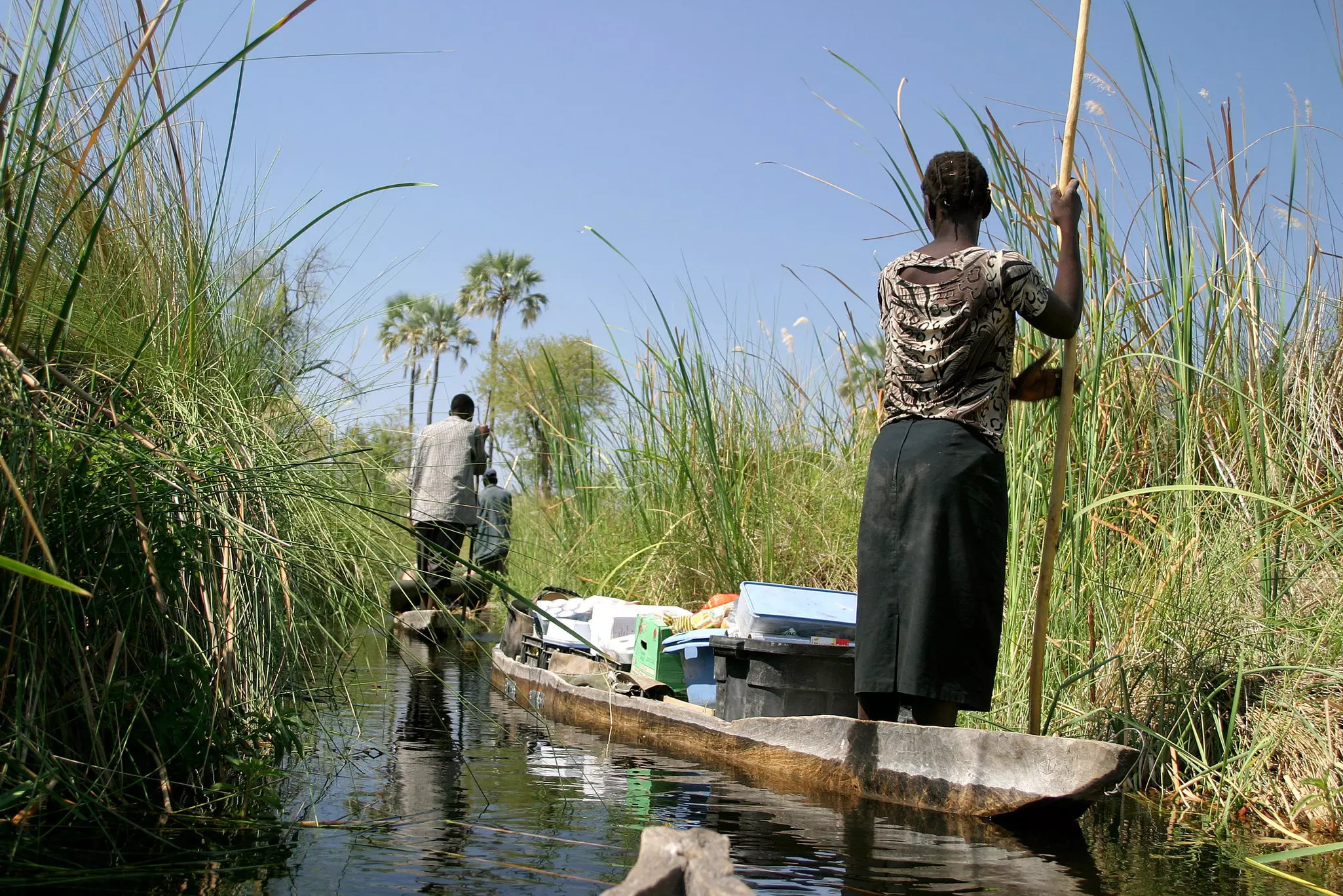 Three people navigate two canoes through the high grasses of the Okavango Delta with supplies on board