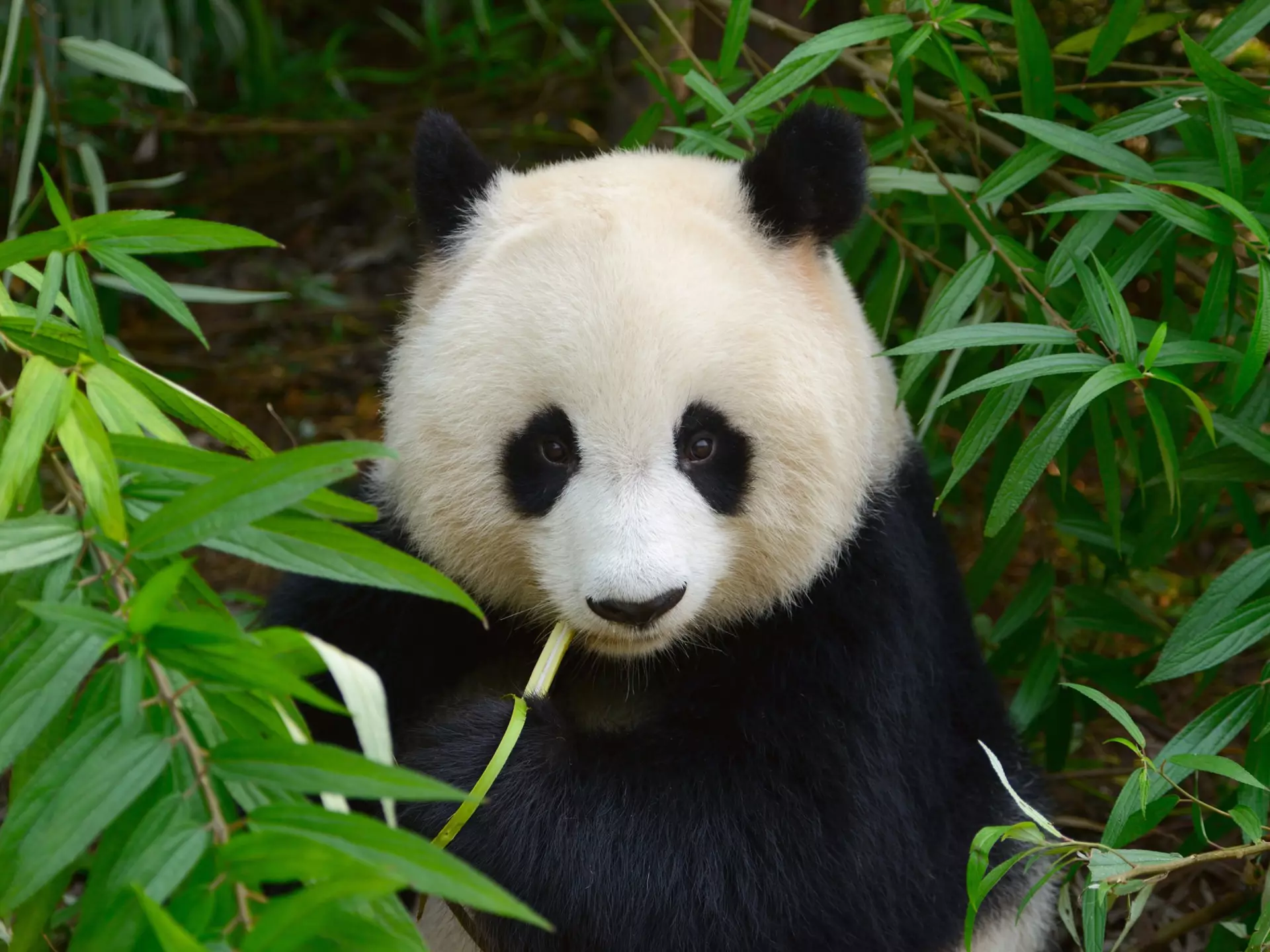 A giant panda eating bamboo in Chengdu, China. 