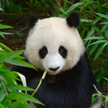 A giant panda eating bamboo in Chengdu, China. 