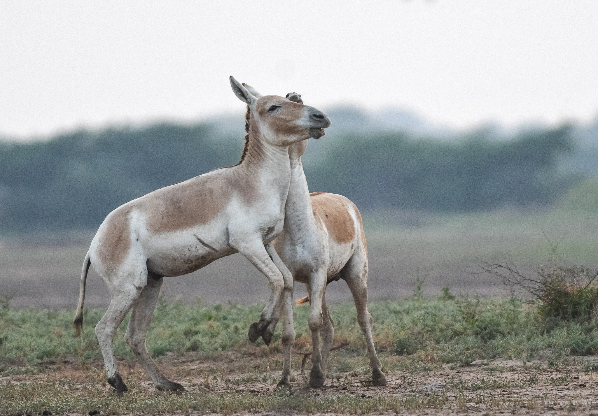 View of two donkeys playing in Gujarat's Little Rann of Kutch (LRK),the only abode for the Indian wild ass, locally called Gudhkhur.