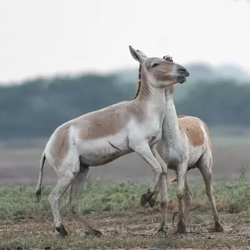 View of two donkeys playing in Gujarat's Little Rann of Kutch (LRK),the only abode for the Indian wild ass, locally called Gudhkhur.