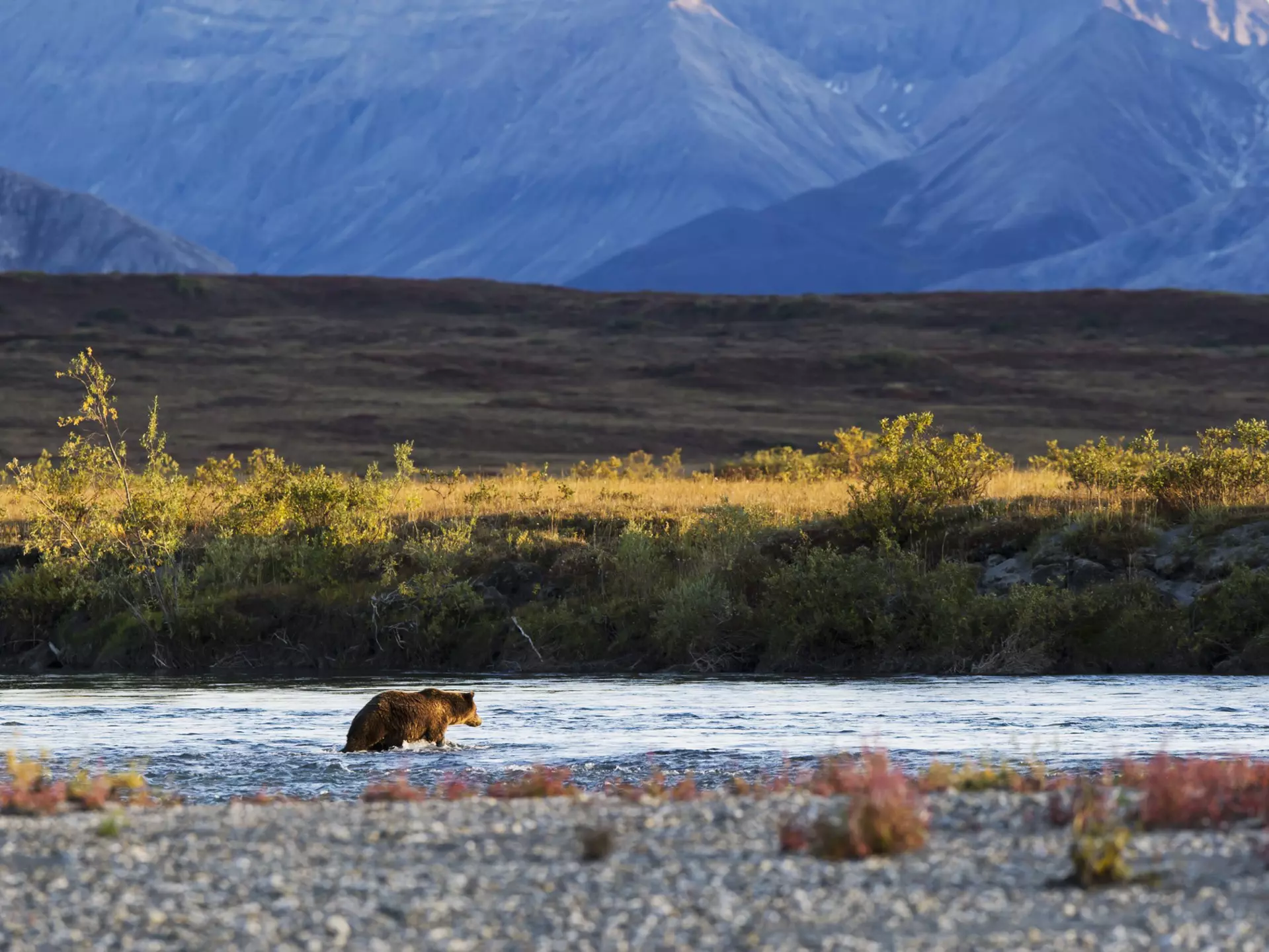 A bear wandering through river water in a vast rural landscape.