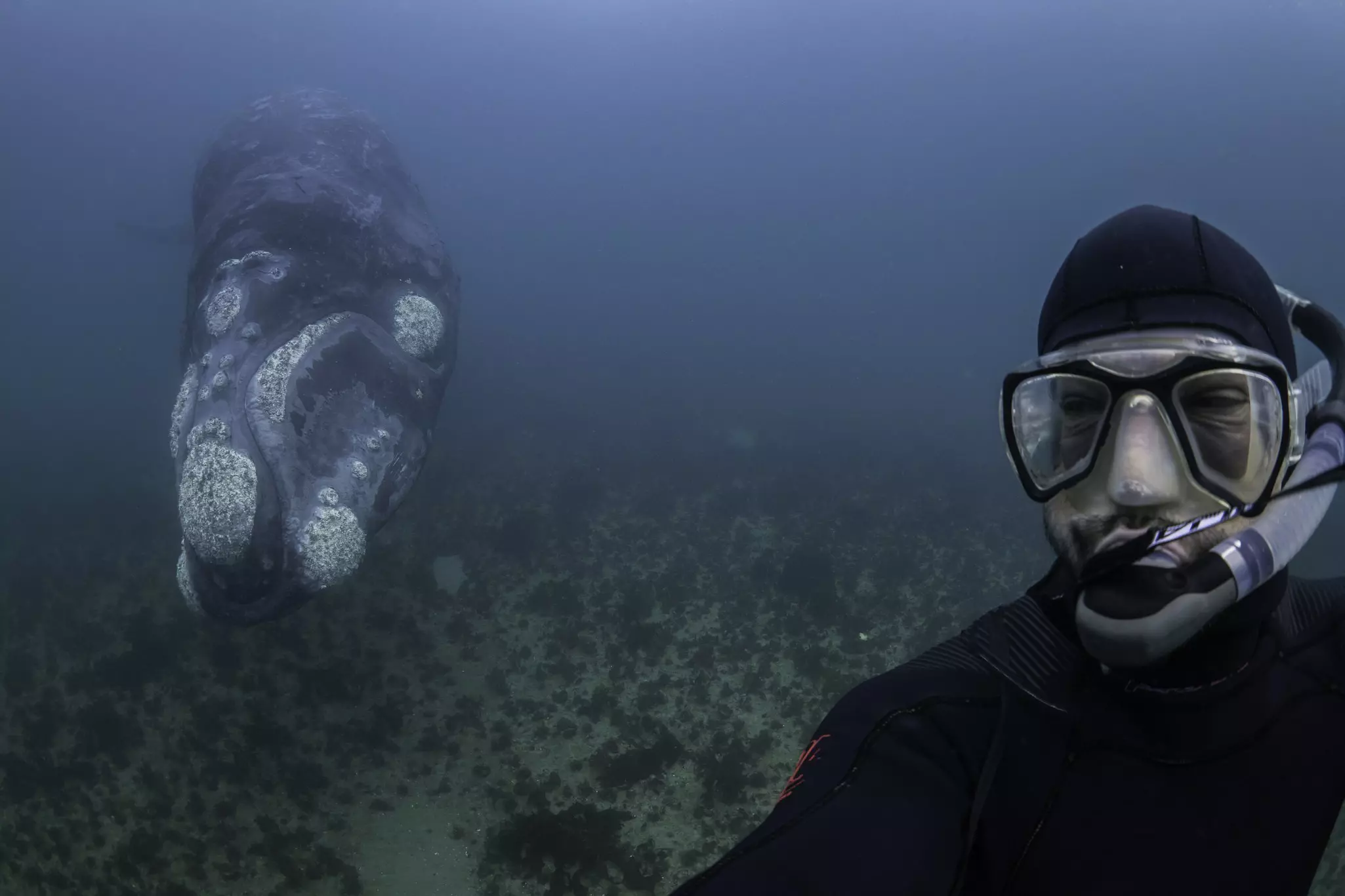 A diver takes a picture of himself next to a huge southern right whale that is swimming along the bottom of the ocean; the head of the whale is encrusted with barnacles.
