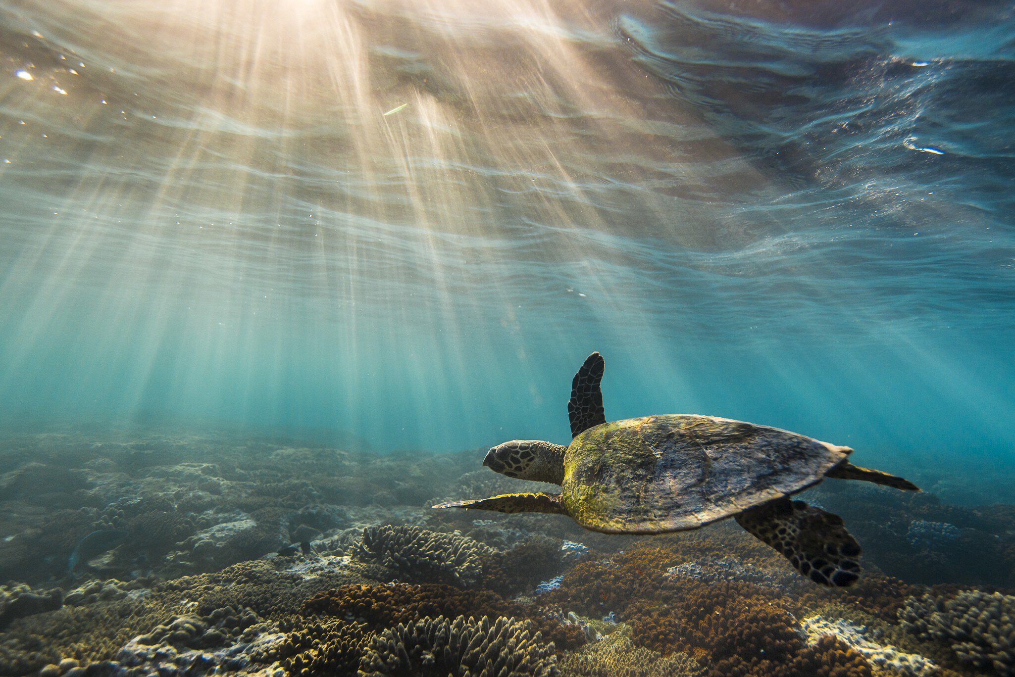 The shallow waters off Lady Elliot Island are perfect for snorkelling. Anthony Britten / 500px