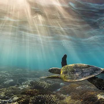 The shallow waters off Lady Elliot Island are perfect for snorkelling. Anthony Britten / 500px