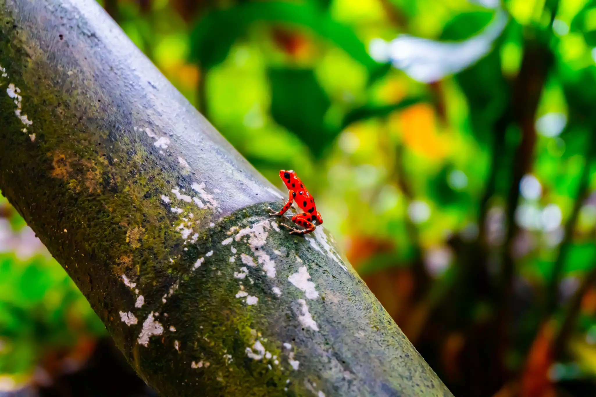 A tiny red frog with black dots on a piece of bamboo in a jungle.