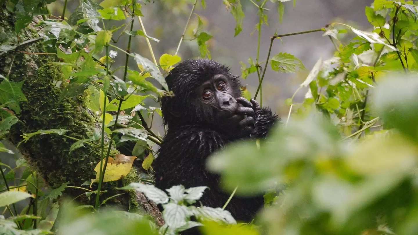 Baby gorilla in Bwindi Impenetrable National Park © mick789 / Getty Images