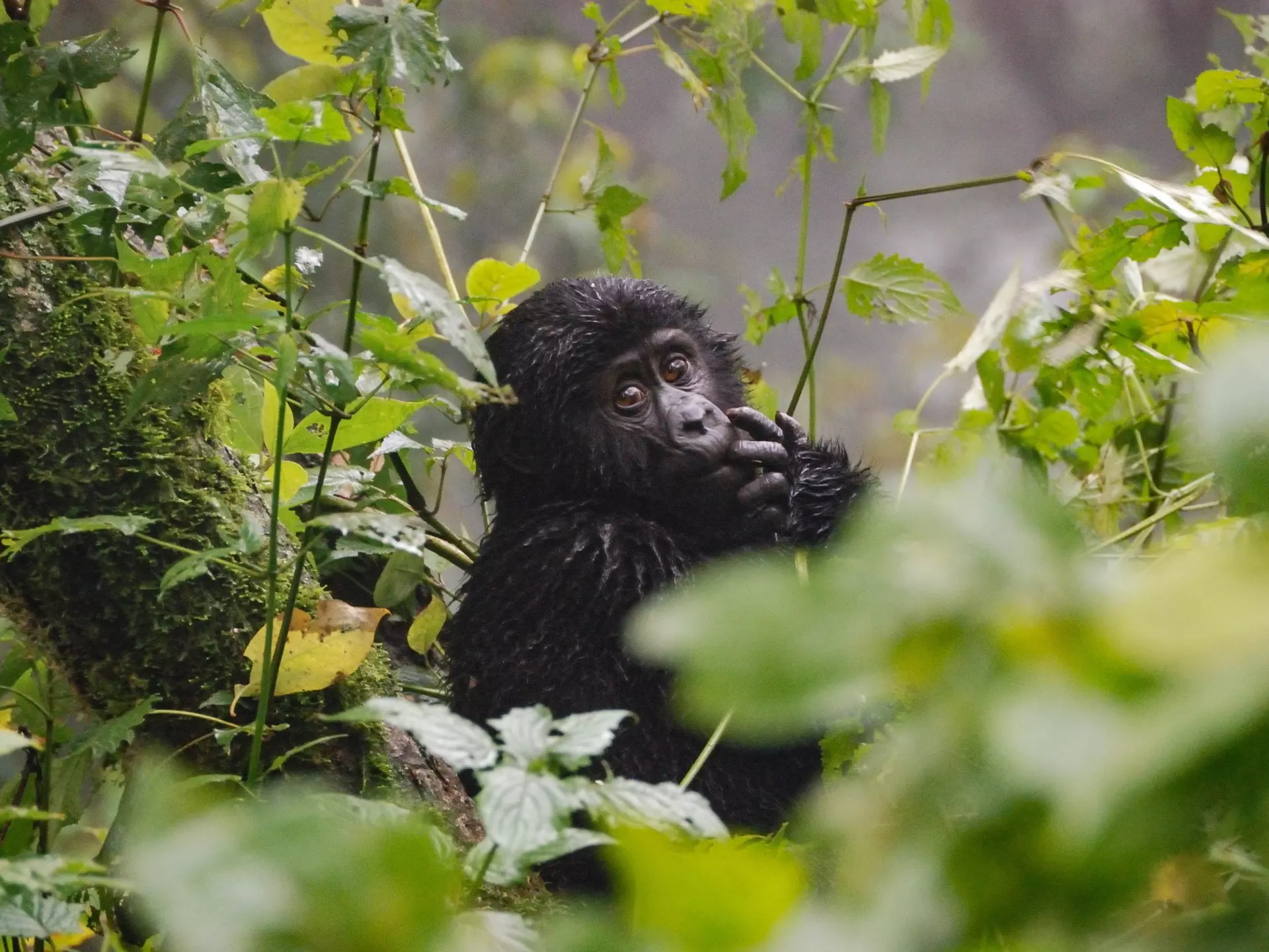 Baby gorilla in Bwindi Impenetrable National Park © mick789 / Getty Images