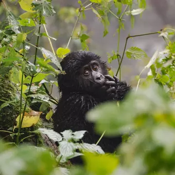 Baby gorilla in Bwindi Impenetrable National Park © mick789 / Getty Images