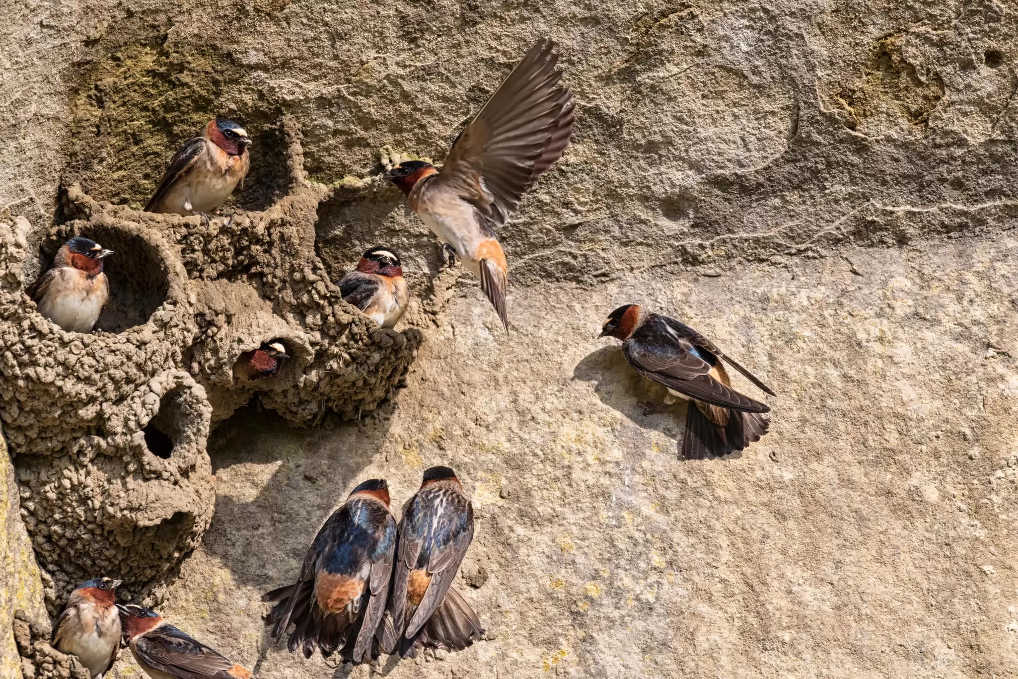 The colony of American cliff swallows building their nests on the cliff edge at Ledges State Park, Iowa, USA