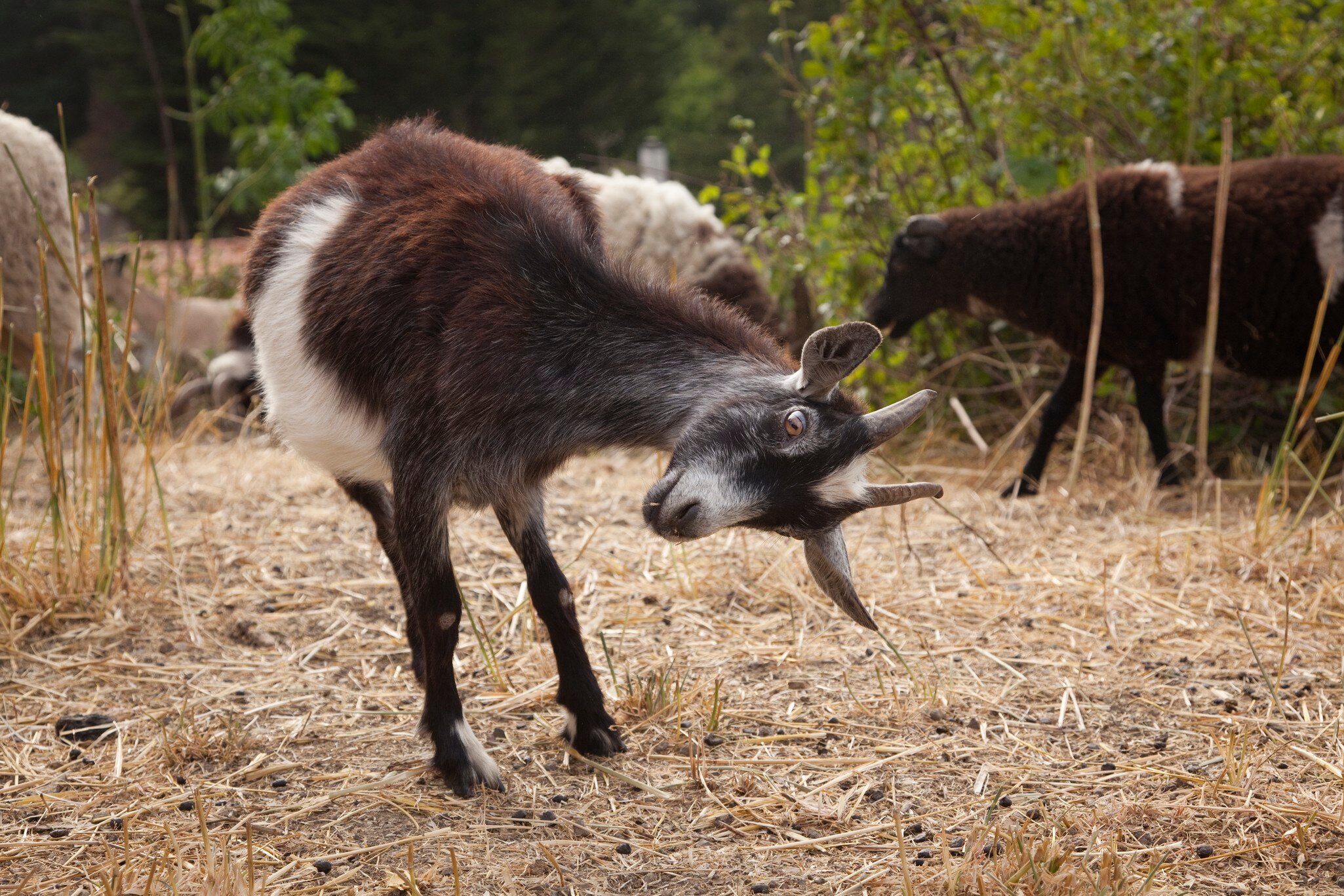 Itchy goat scratching itself