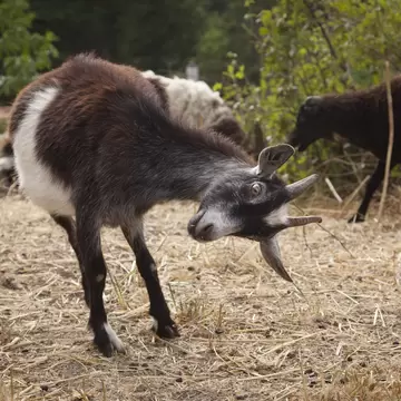 Itchy goat scratching itself