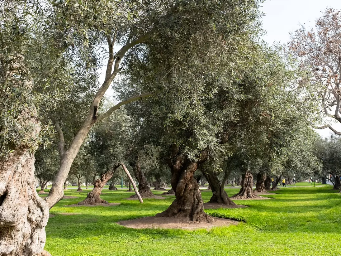 Image of 'Parque el Olivar' Olive Park in Lima Peru. San Isidro district. Forest of old olives open to public.