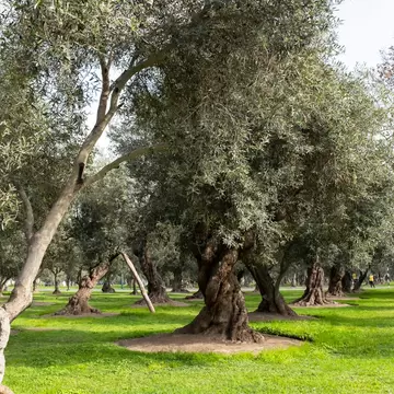 Image of 'Parque el Olivar' Olive Park in Lima Peru. San Isidro district. Forest of old olives open to public.