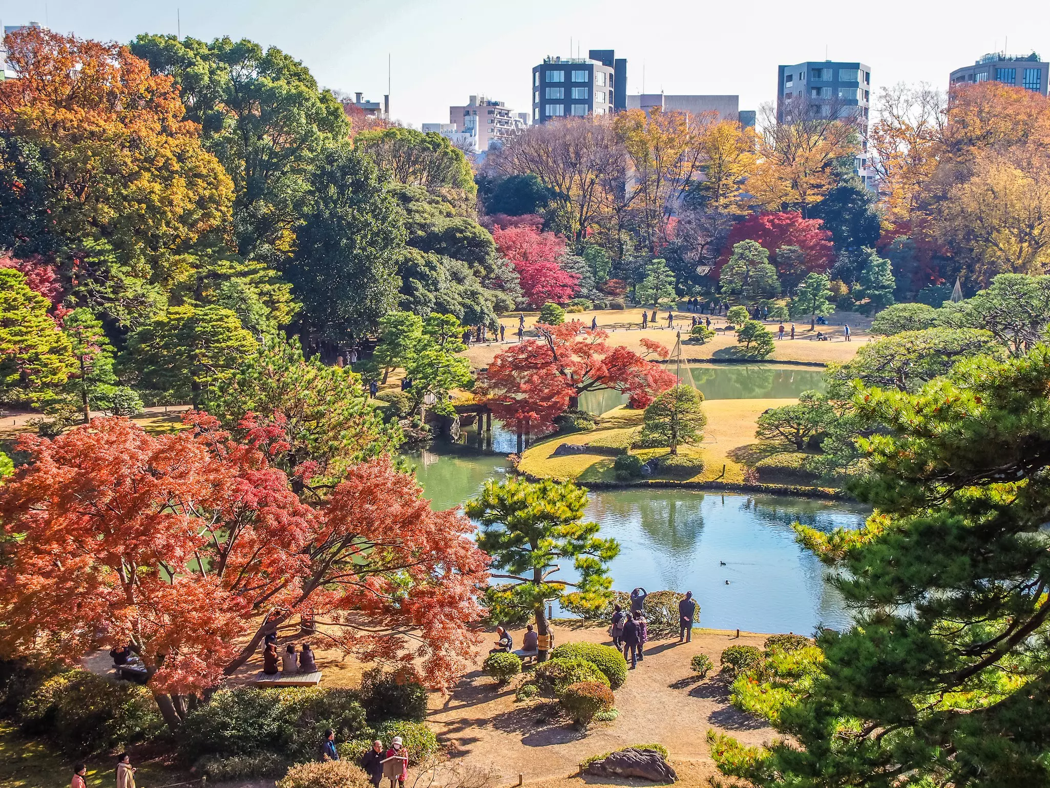 A landscaped garden with ornamental trees around a pond
