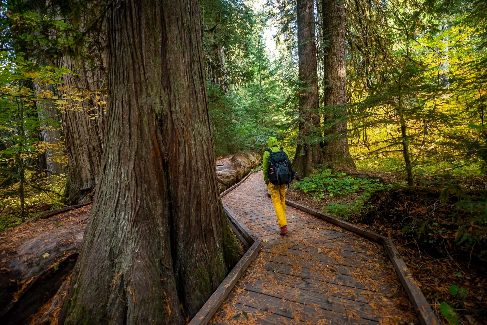 1388775673
Hiker on logging trail between western red cedar (Thuja gigantea) in autumnal forest, forest with giant live trees, Grove of the Patriarchs Trail, Mount Rainier National Park, Washington, USA