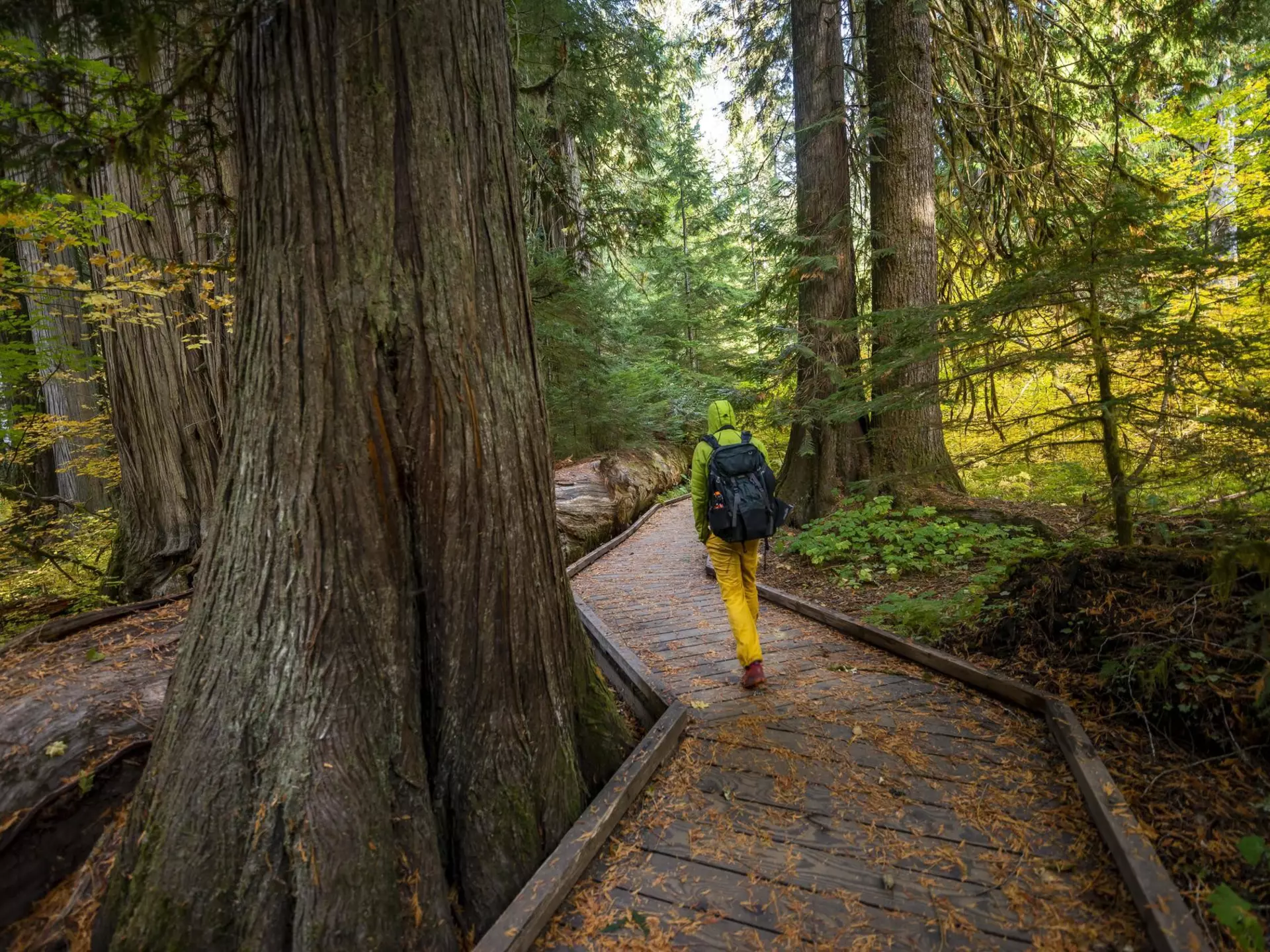1388775673
Hiker on logging trail between western red cedar (Thuja gigantea) in autumnal forest, forest with giant live trees, Grove of the Patriarchs Trail, Mount Rainier National Park, Washington, USA