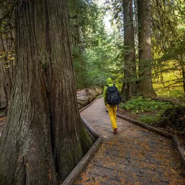 1388775673
Hiker on logging trail between western red cedar (Thuja gigantea) in autumnal forest, forest with giant live trees, Grove of the Patriarchs Trail, Mount Rainier National Park, Washington, USA