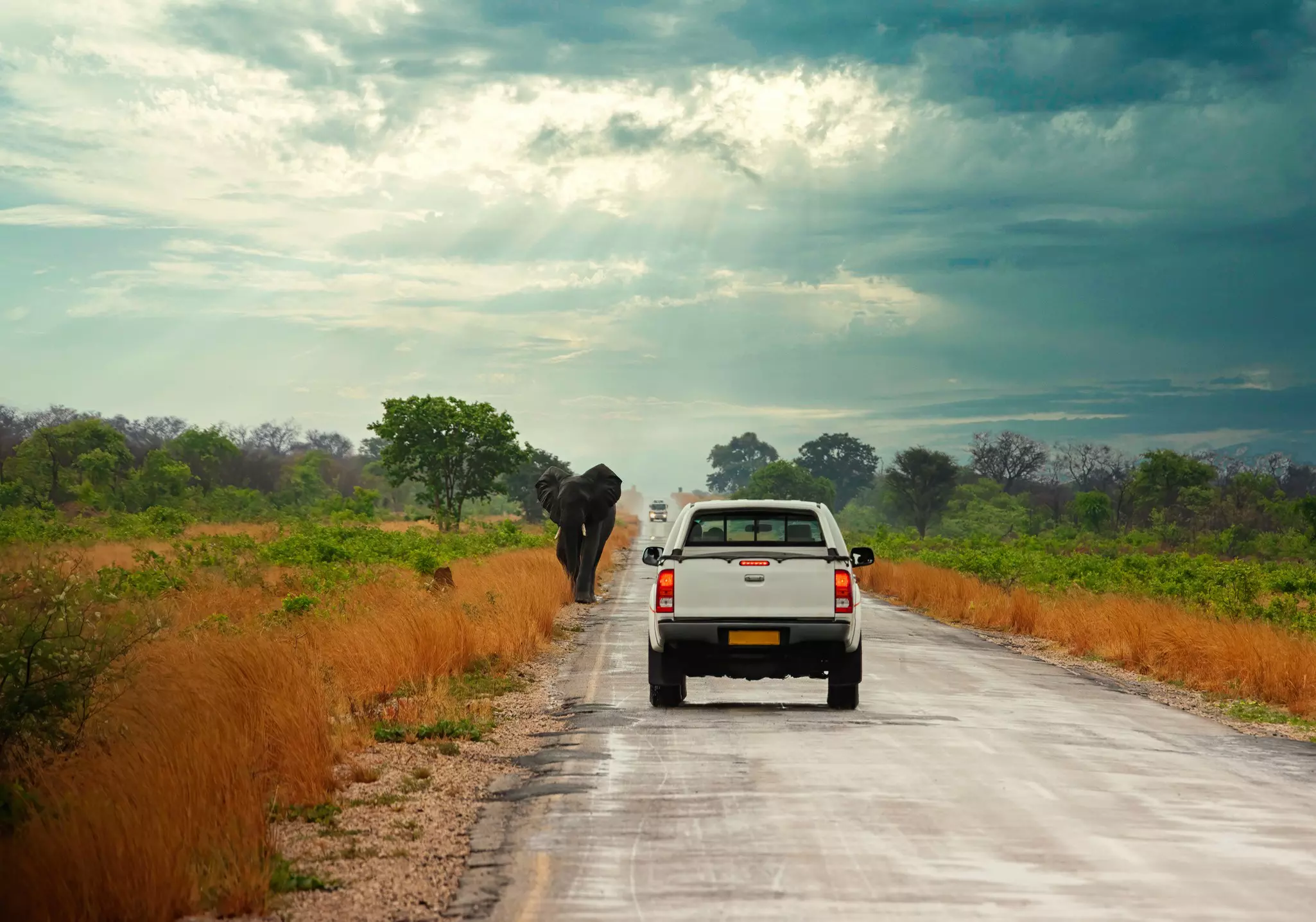 You never who you'll be sharing the road with in Botswana © poco_bw / Getty Images