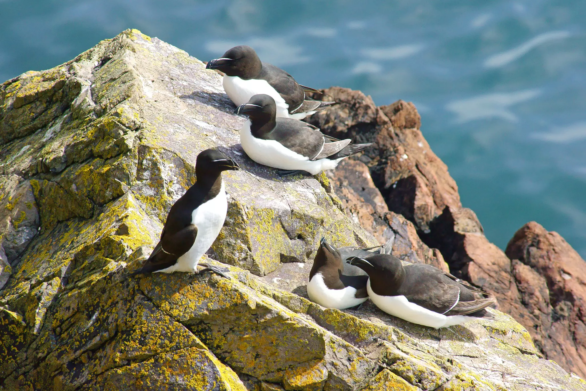 Razorbills resting on rocks on the coast of Wales.