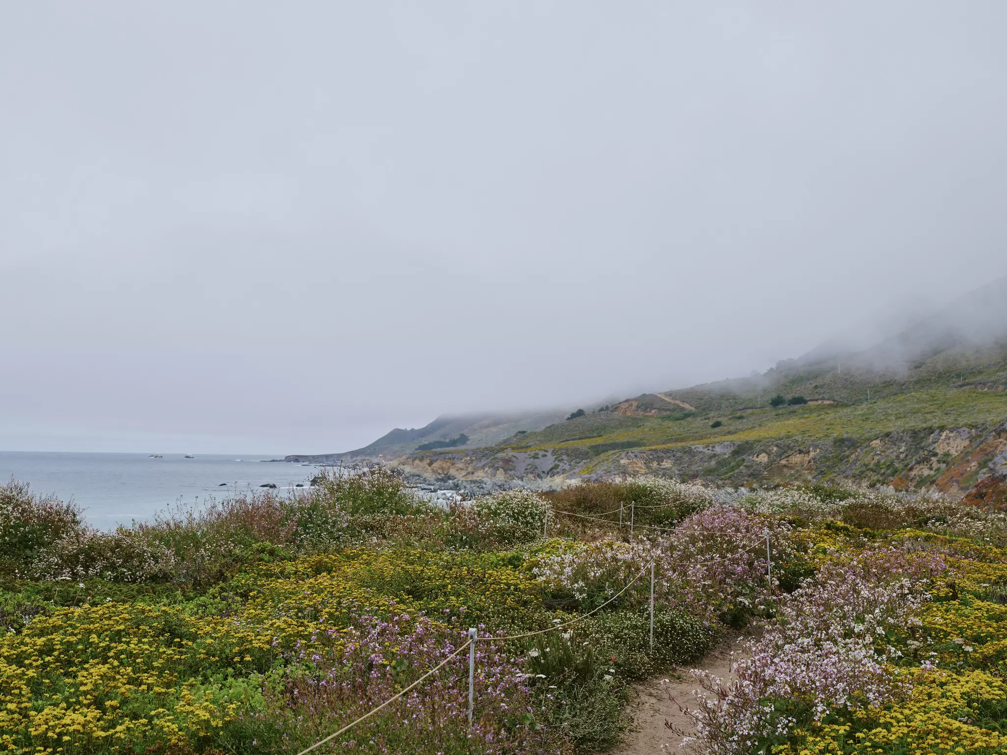 Blooming flowers along a trail down to a rocky coastline.