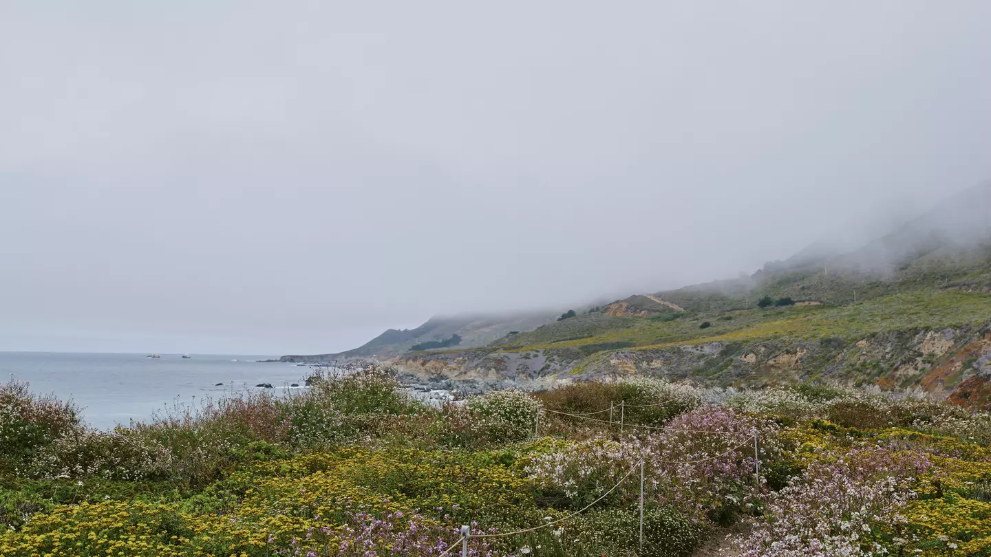 Blooming flowers along a trail down to a rocky coastline.
