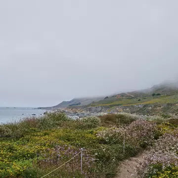 Blooming flowers along a trail down to a rocky coastline.