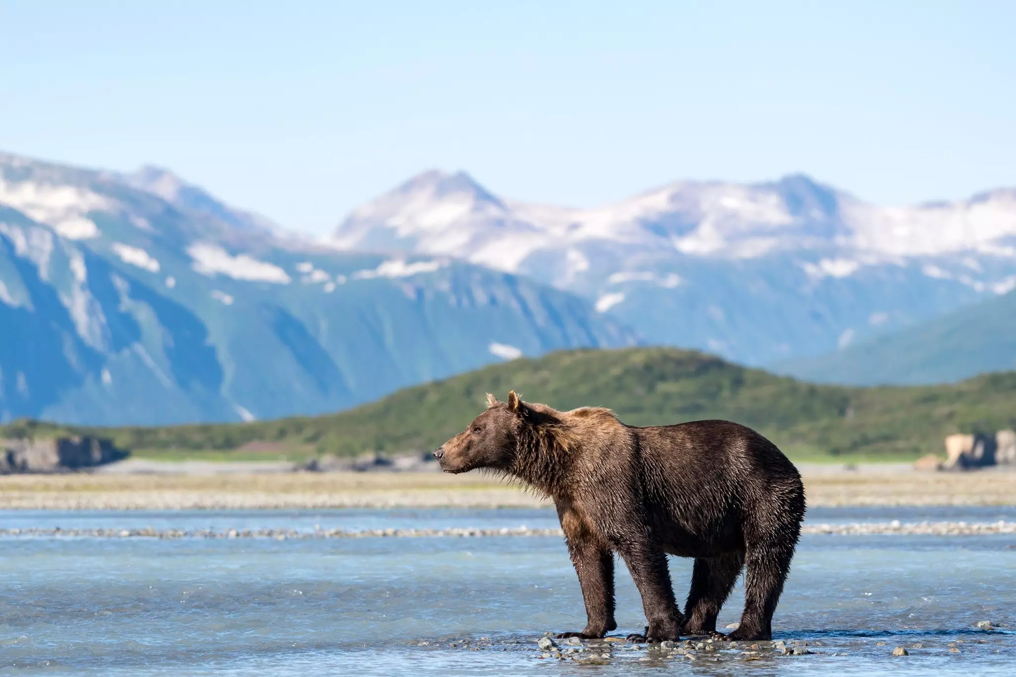 A wet bear stands in a shallow river with snow-spotted mountains in the blurred background.