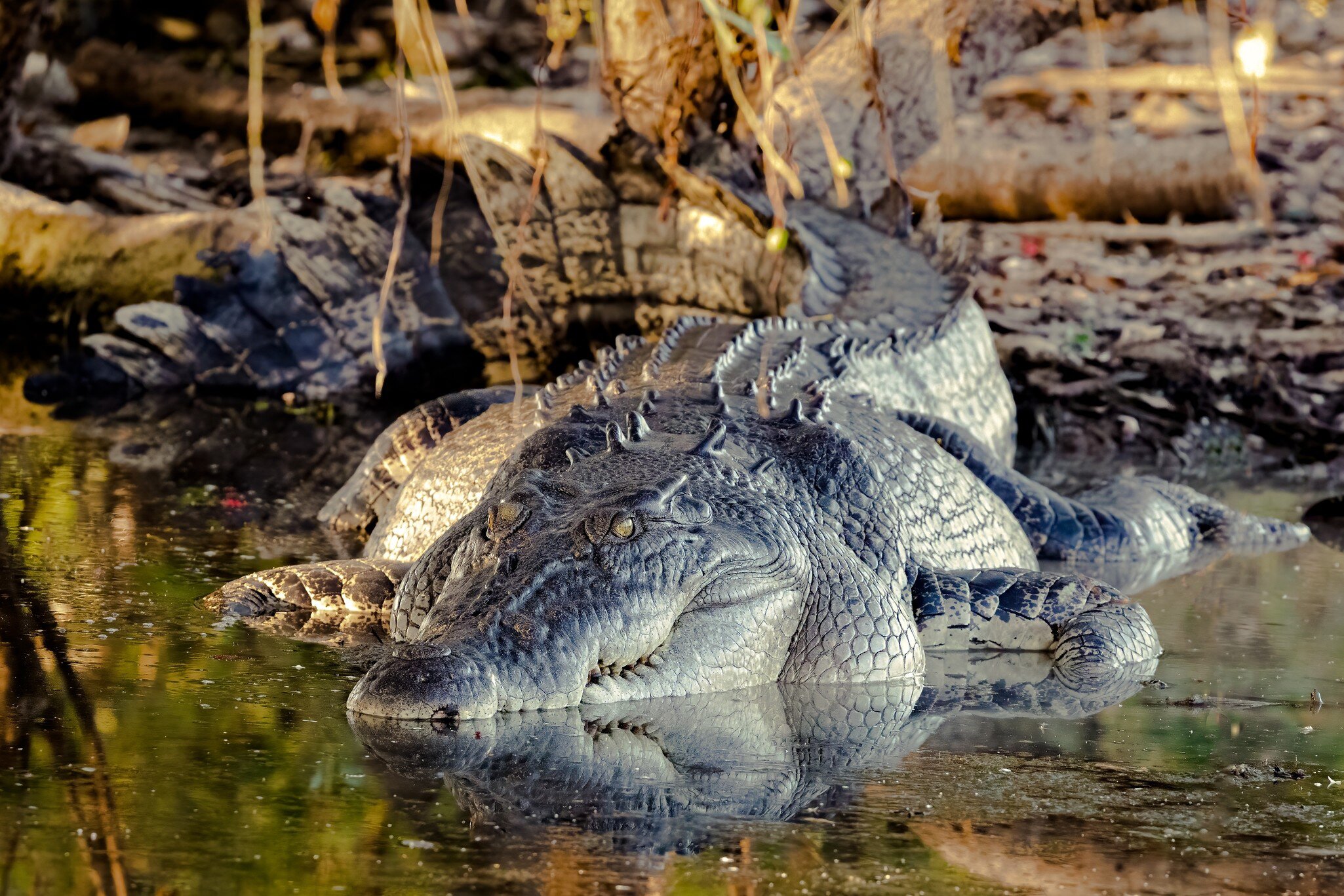 Crocodile in Kakadu National Park, Northern Territory, Australia, License Type: media, Download Time: 2026-04-21T19:31:55.000Z, User: carolfarrell170, Editorial: false, purchase_order: 56530 - Guidebooks, job: Global Publishing WIP, client: Experience Australia 2, other: Carol Farrell