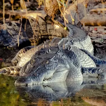 Crocodile in Kakadu National Park, Northern Territory, Australia, License Type: media, Download Time: 2026-04-21T19:31:55.000Z, User: carolfarrell170, Editorial: false, purchase_order: 56530 - Guidebooks, job: Global Publishing WIP, client: Experience Australia 2, other: Carol Farrell