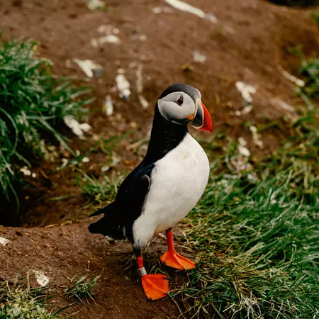 One puffin on a hillside.
