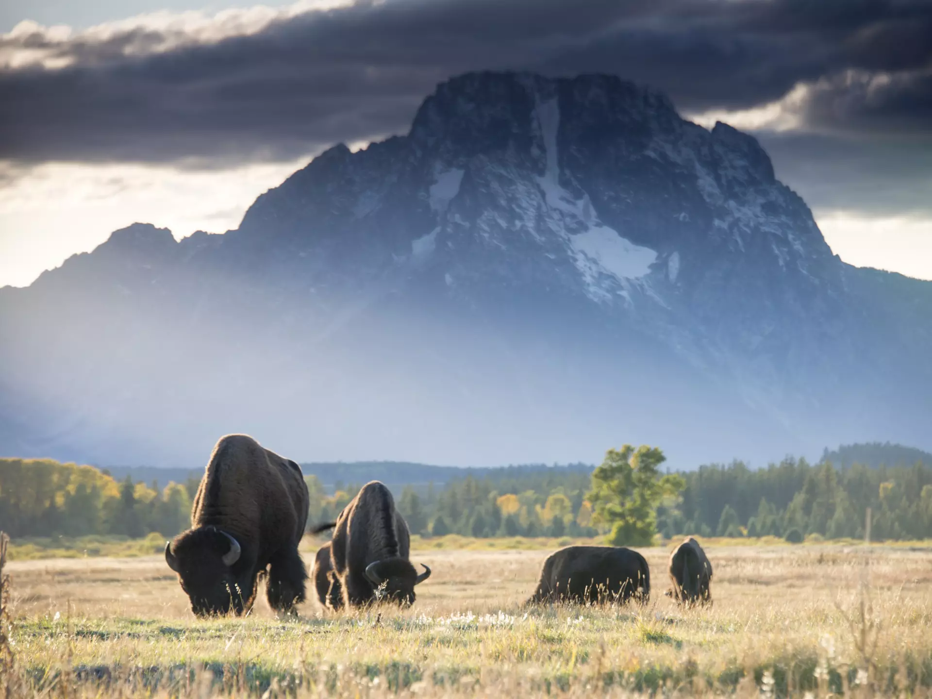 Bison at sunset in Grand Teton National Park. Bison grazing on the plain in from of Mount Moran.
1186587141