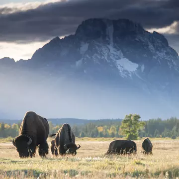 Bison at sunset in Grand Teton National Park. Bison grazing on the plain in from of Mount Moran.
1186587141